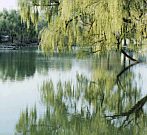 In a Chinese Garden